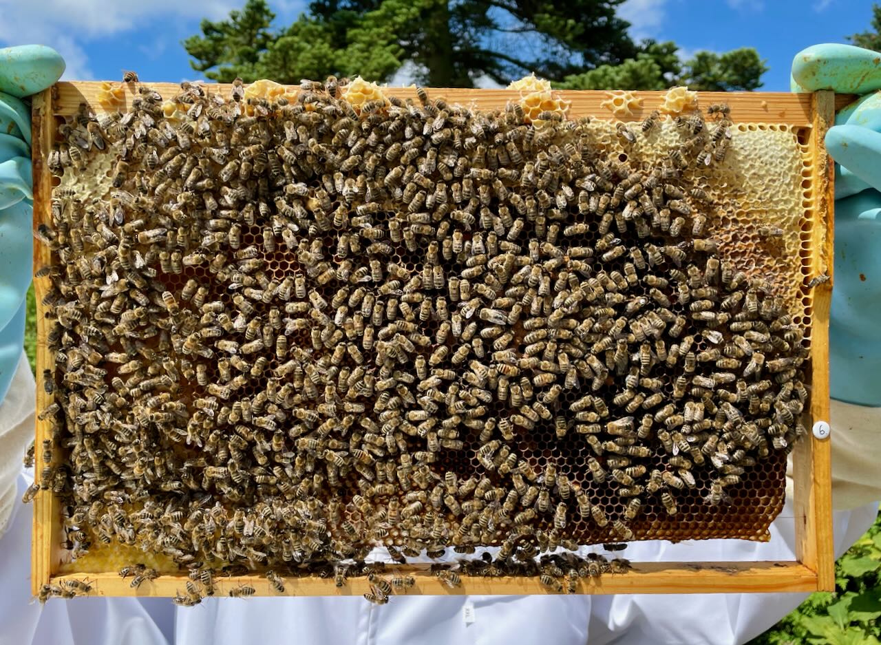 rosagold imkerei karow wabe