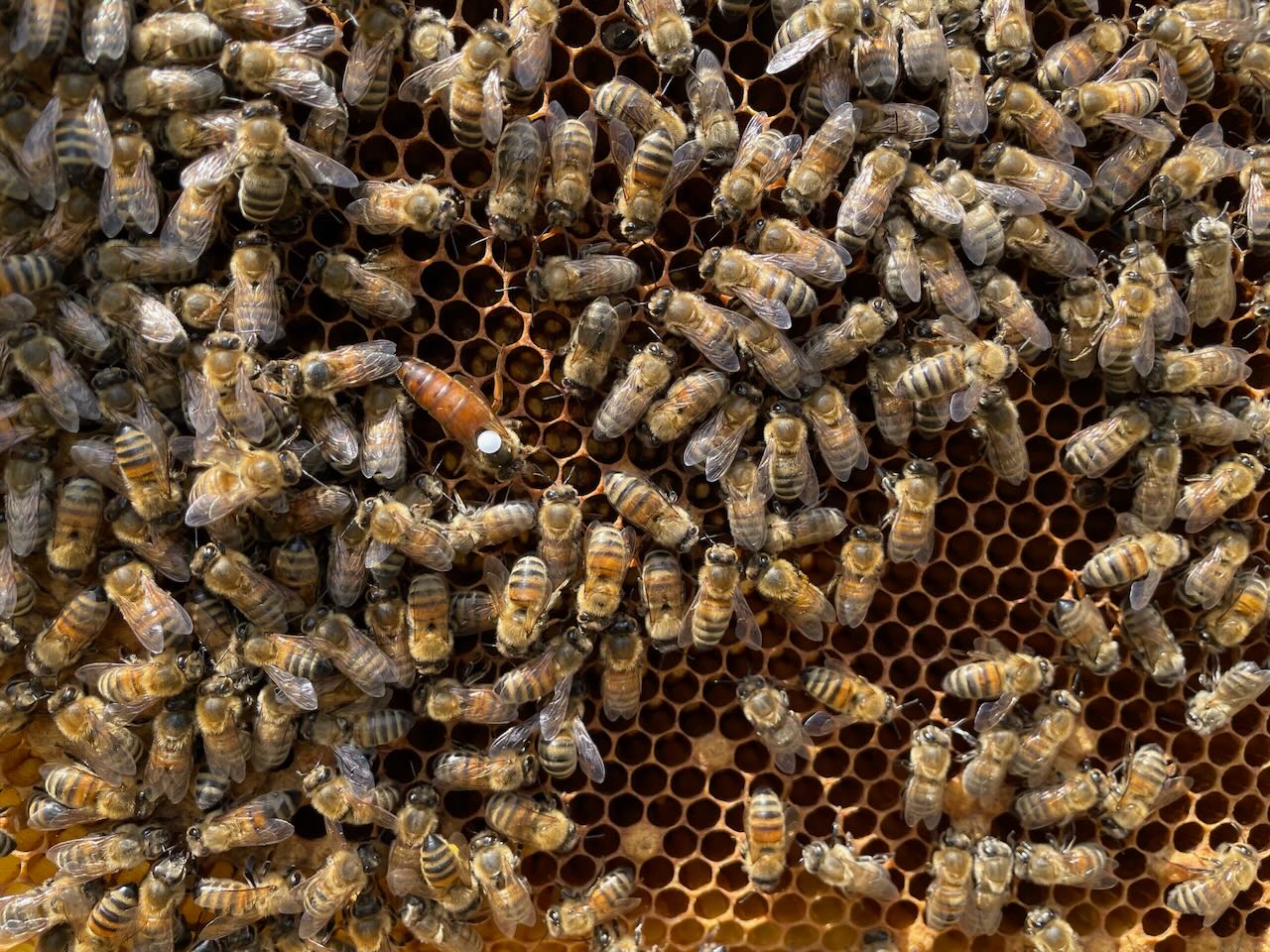 rosagold imkerei karow